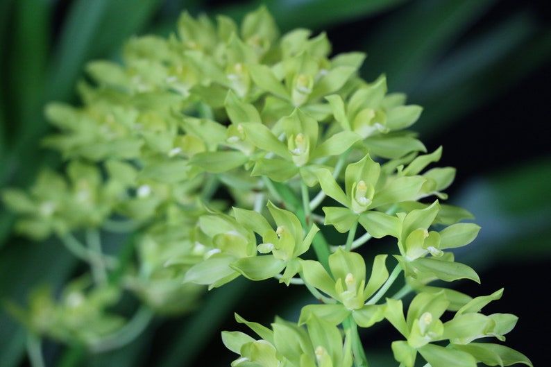 Grammatophyllum [gram.] Scriptum Var. Citrinum/large Division/orchid ...