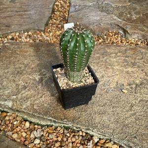 Puede incluir: Un cactus verde en una maceta cuadrada negra. El cactus tiene crestas verticales y peque&ntilde;as espinas blancas. La maceta est&aacute; sobre una superficie de piedra con peque&ntilde;os guijarros alrededor. Una peque&ntilde;a etiqueta blanca est&aacute; adherida al cactus.