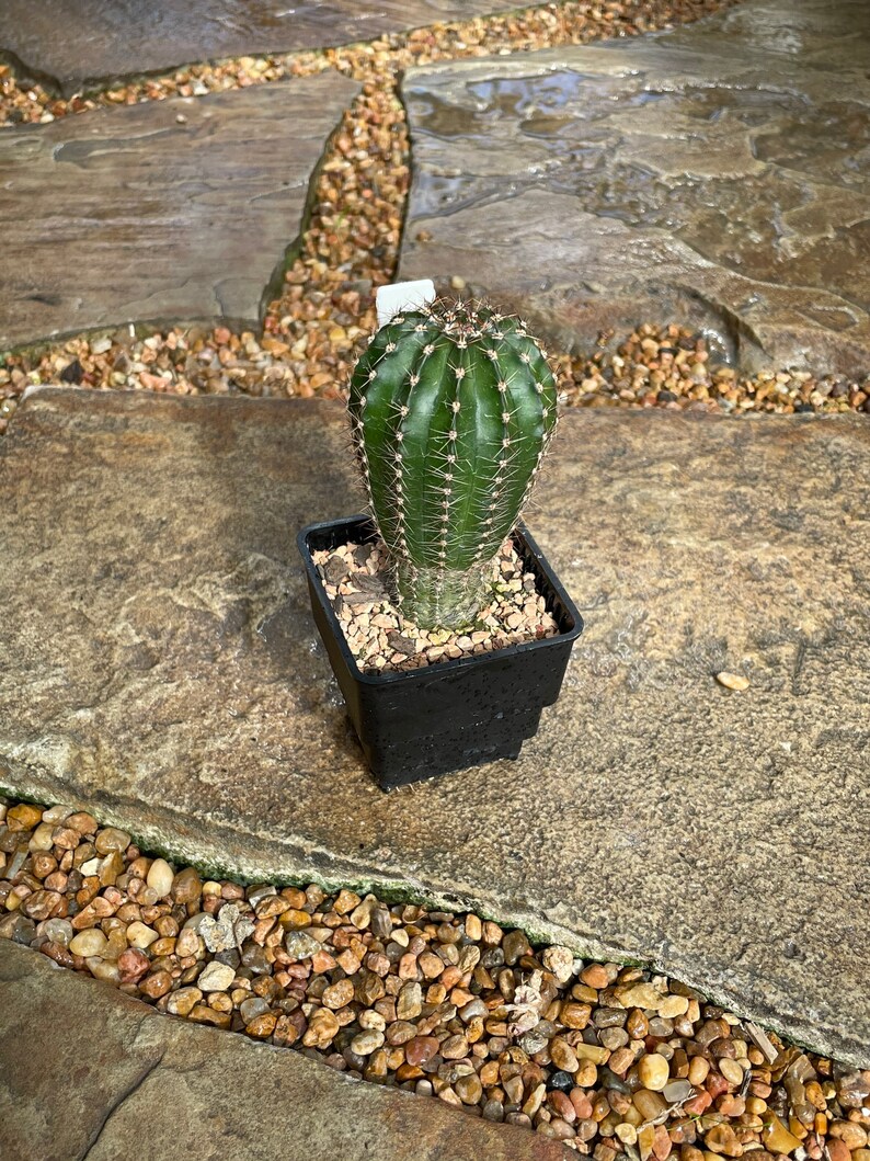 Puede incluir: Un cactus verde en una maceta cuadrada negra. El cactus tiene crestas verticales y peque&ntilde;as espinas blancas. La maceta est&aacute; sobre una superficie de piedra con peque&ntilde;os guijarros alrededor. Una peque&ntilde;a etiqueta blanca est&aacute; adherida al cactus.