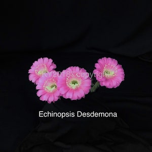 2.5&quot; pot---Echinopsis hybrid &#39;Desdemona&#39;