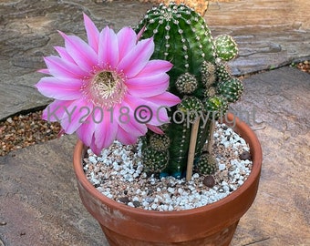 2.5" pot---Echinopsis Easter Lily