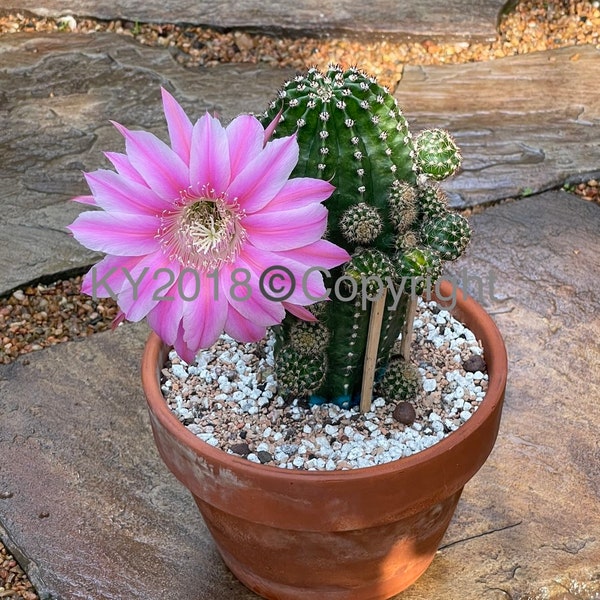 2.5" pot---Echinopsis Easter Lily