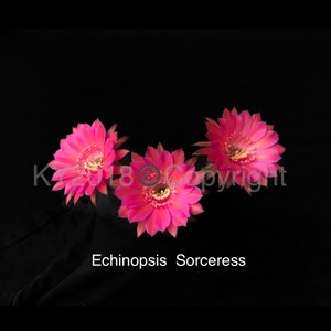 4&quot; pot---Echinopsis hybrid &#39;Sorceress&#39;
