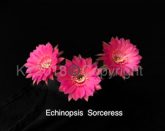 2.5" pot---Echinopsis hybrid 'Sorceress'