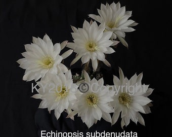 4" pot---Echinopsis subdenudata "VERY Fragrant!"