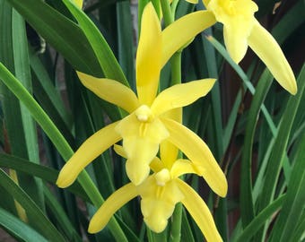 Cym. Golden Elf/warm growing cymbidium/large division in 3.25" pot x 26" tall