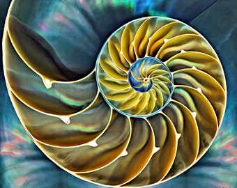Nautilus Painting Etsy Nautilus Painting Etsy