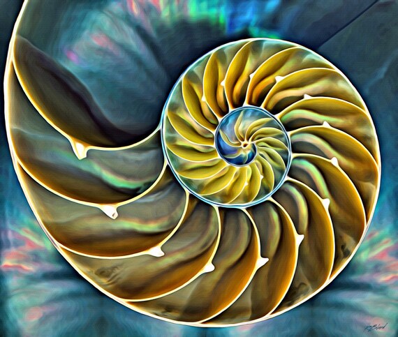 Sacred Geometry Chambered Nautilus Shell Shimmering Etsy Sacred Geometry Chambered Nautilus Shell Shimmering Etsy