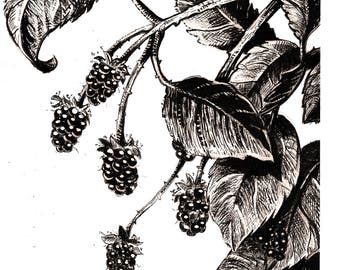 branch of blackberries