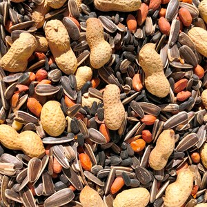 May include: A close-up of a mixture of birdseed, including sunflower seeds, peanuts, and other small seeds. The seeds are a variety of colours, including black, white, brown, and red.