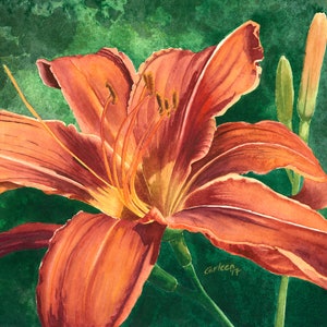 Tiger Lily, Original Watercolor Painting or Giclee Print of watercolor painting