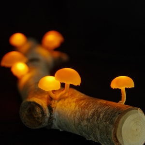 Mushroom lamp.Glowing mushroom.Fairy mushrooms.accent lamp.Magic Mushrooms.Table lamp.Mushroom Night Light.Fairy lights.Fantasy night lamp