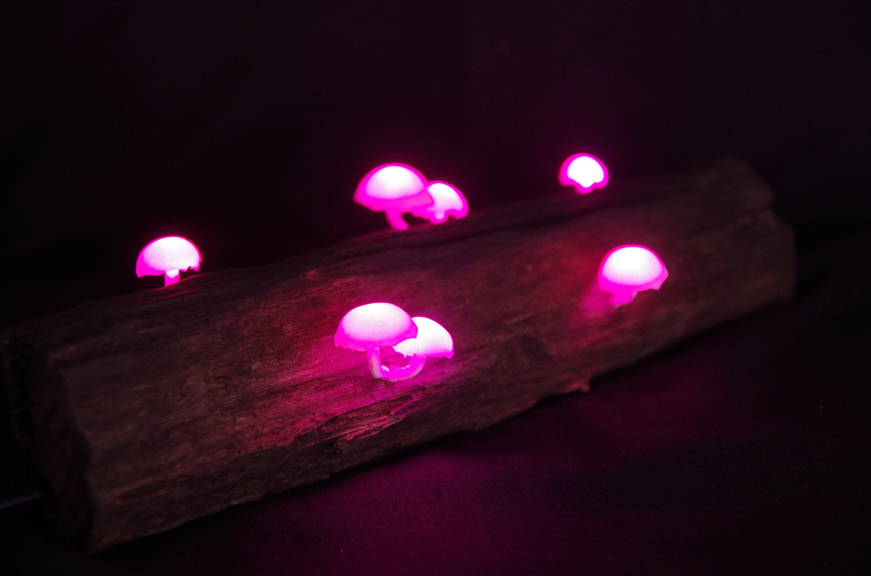 Mushroom lamp.Glowing mushroom.Fairy mushrooms.accent lamp.Magic Mushrooms.Table lamp.Mushroom Night Light.Fairy lights.Fantasy night lamp