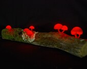 Articolo da questo negozio