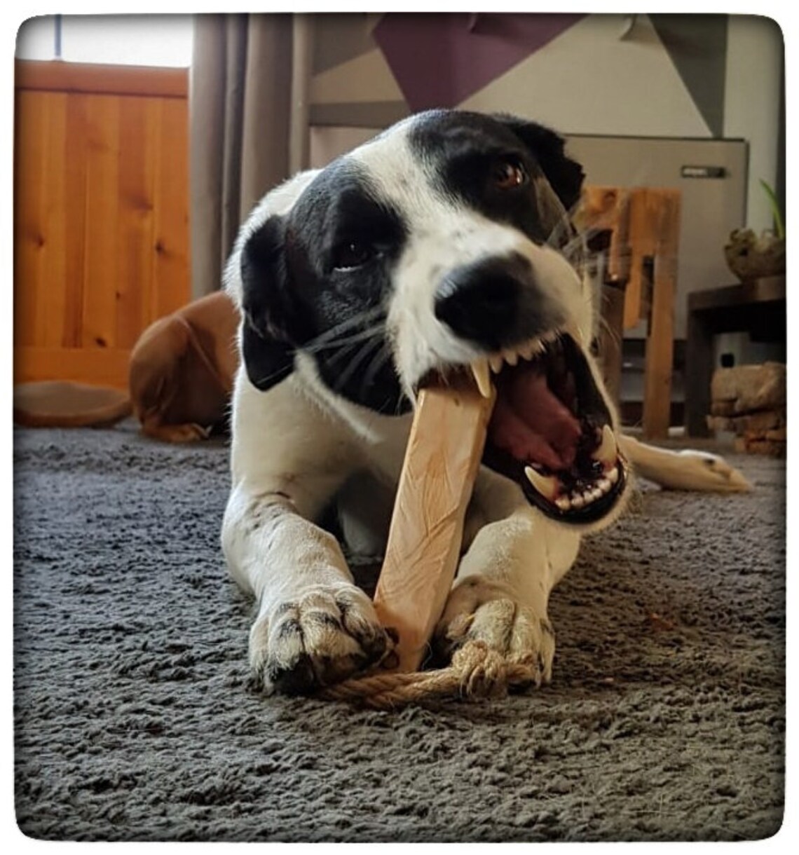 Kaustange Kauknochen Kauspielzeug aus Olivenholz für Hunde Etsy