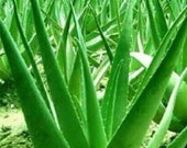 Aloe Vera Seeds Edible Succulent Plant Rare Herbal Medicinal Vegetables 100pcs Seed