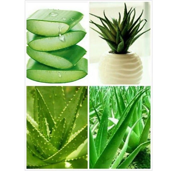 Aloe Vera Seeds Edible Succulent Plant Rare Herbal Medicinal Etsy