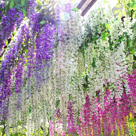 10pcs Chinese Wisteria Seeds Purple Floribunda Wisteria Vine