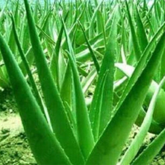 Aloe Vera Seeds Edible Succulent Plant Rare Herbal Medicinal Etsy