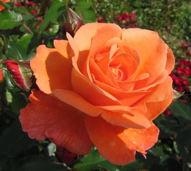 Orange Climbing Rose Seeds Multiflora Party Wedding Decor ...