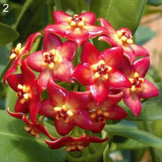 Red Rare Orchid Flower Best Flower Wallpaper