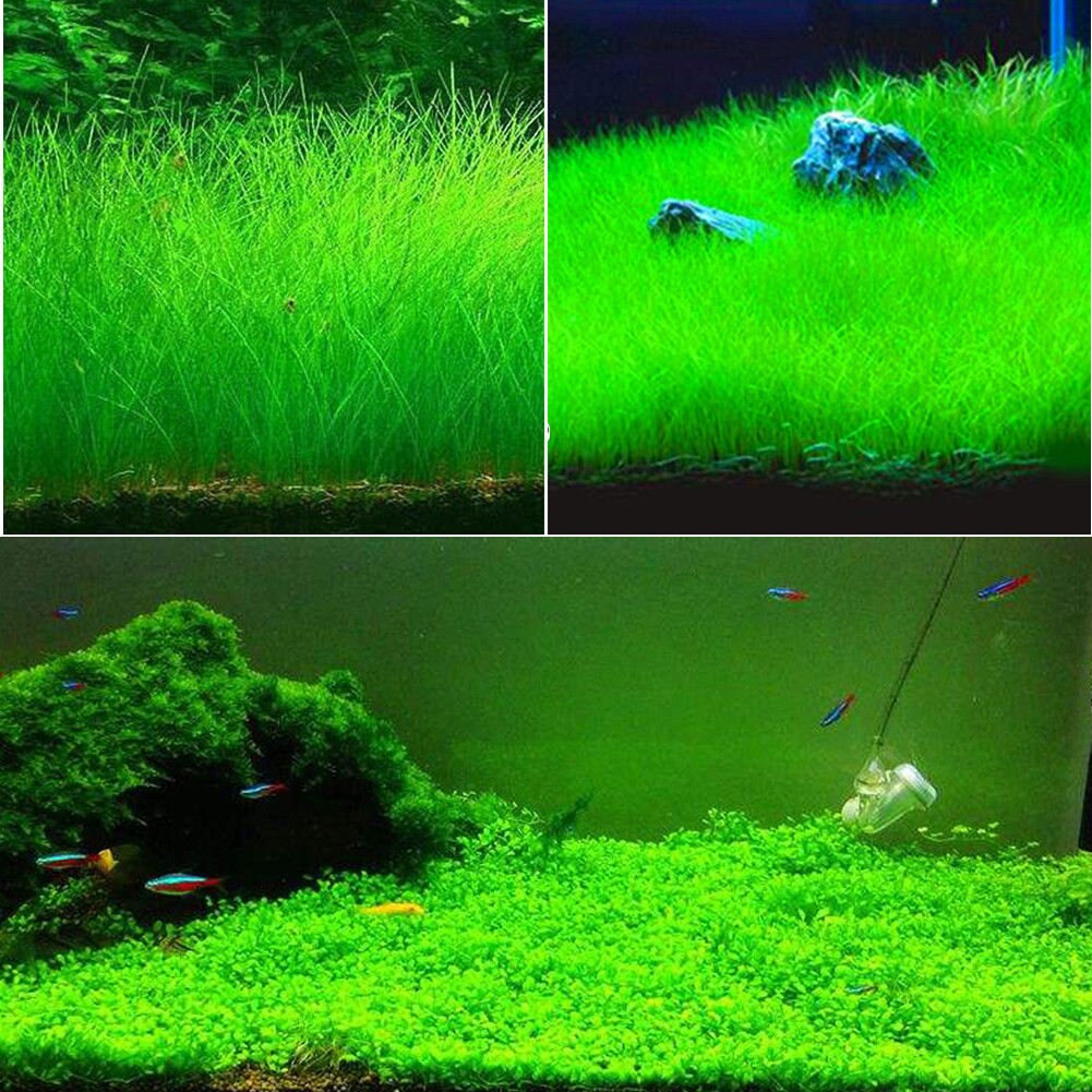 Produktbild von Künstliches Wassergras Aquarium Künstliches Wasser Gras Aquarium Deko - 40cm Kunststoff Gras Ornament In Rosa & Grün Künstliche Wasserpflanzen Aquarium Deko