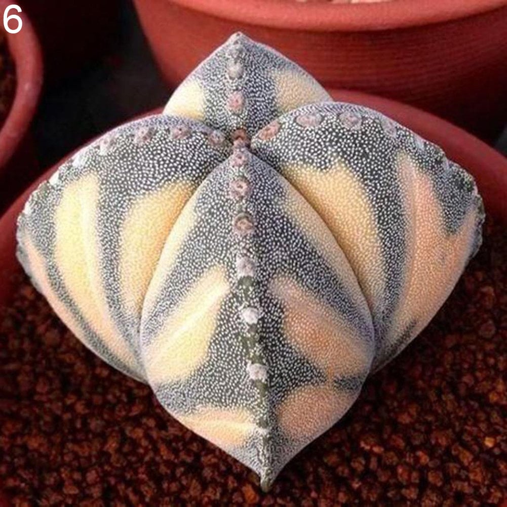 Астрофитум звездчатый (astrophytum asterias). Астрофит. Астрофитум астериас. Астрофит. Суккуленты астрофитум.