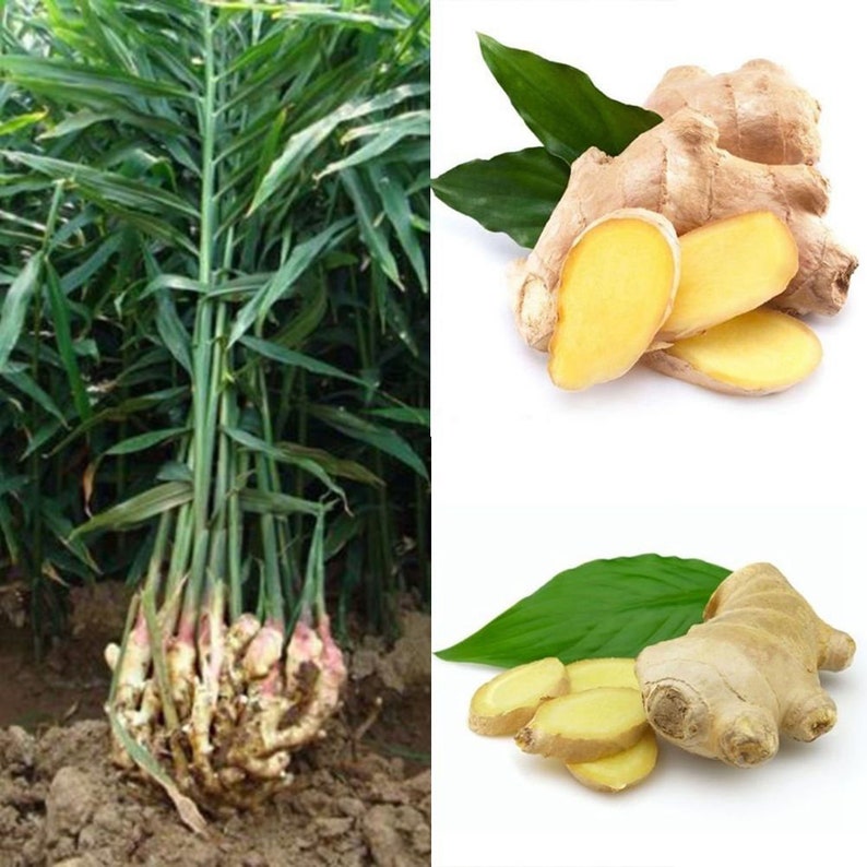 Zingiber officinale ботаника