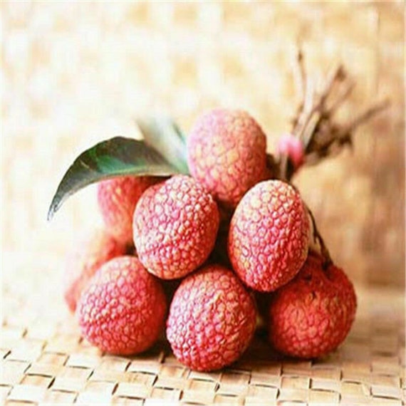 10pcs Fresh Lychee Litchi Seeds Rare Delicious Sweet Seasonal Fruit Tree Bonsai Other Seeds & Bulbs 10pcs Fresh Lychee Litchi Seeds Rare Delicious Sweet Seasonal Fruit Tree Bonsai Other Seeds & Bulbs