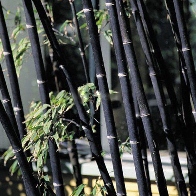 asian-bamboo-black