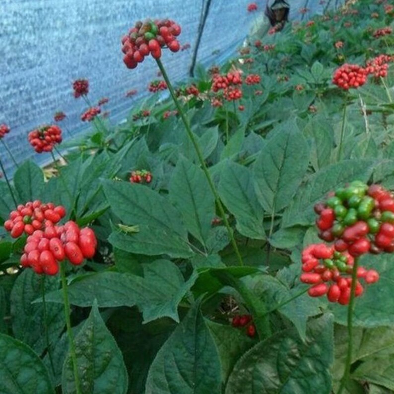 Купить Семена Женьшеня Для Посадки