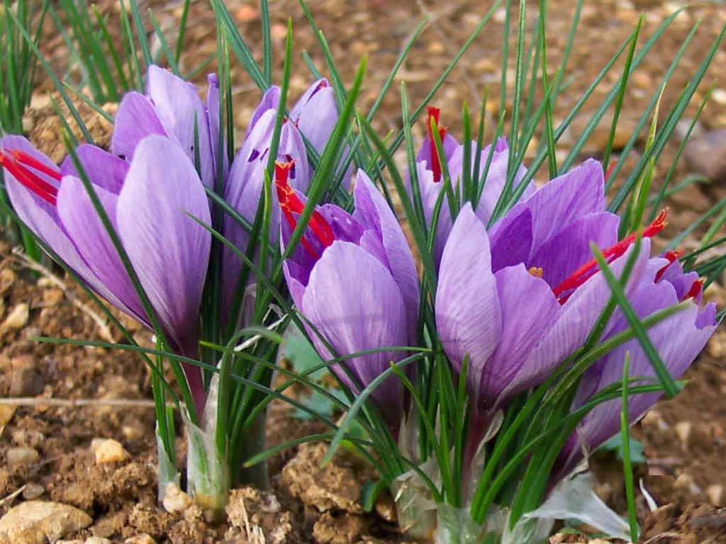 Saffron Bulbs Crocus Sativus 8pcs Rare Ball Flower Seeds