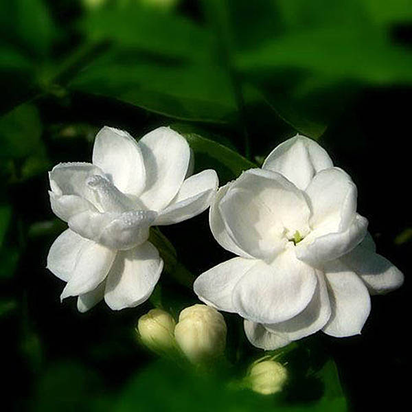 10pcs Gardenia Cape Jasmine White Fragrance Flower Floral
