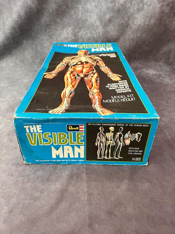 The Visible Man Vintage Anatomy Human Body Model - Etsy
