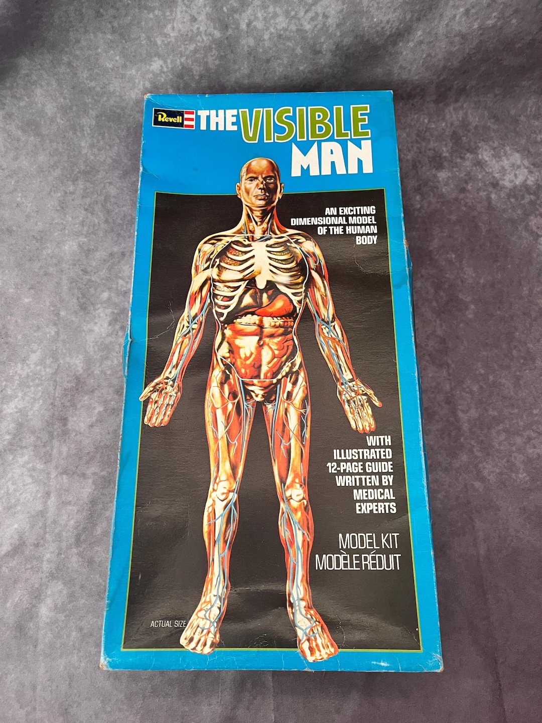 The Visible Man Vintage Anatomy Human Body Model - Etsy