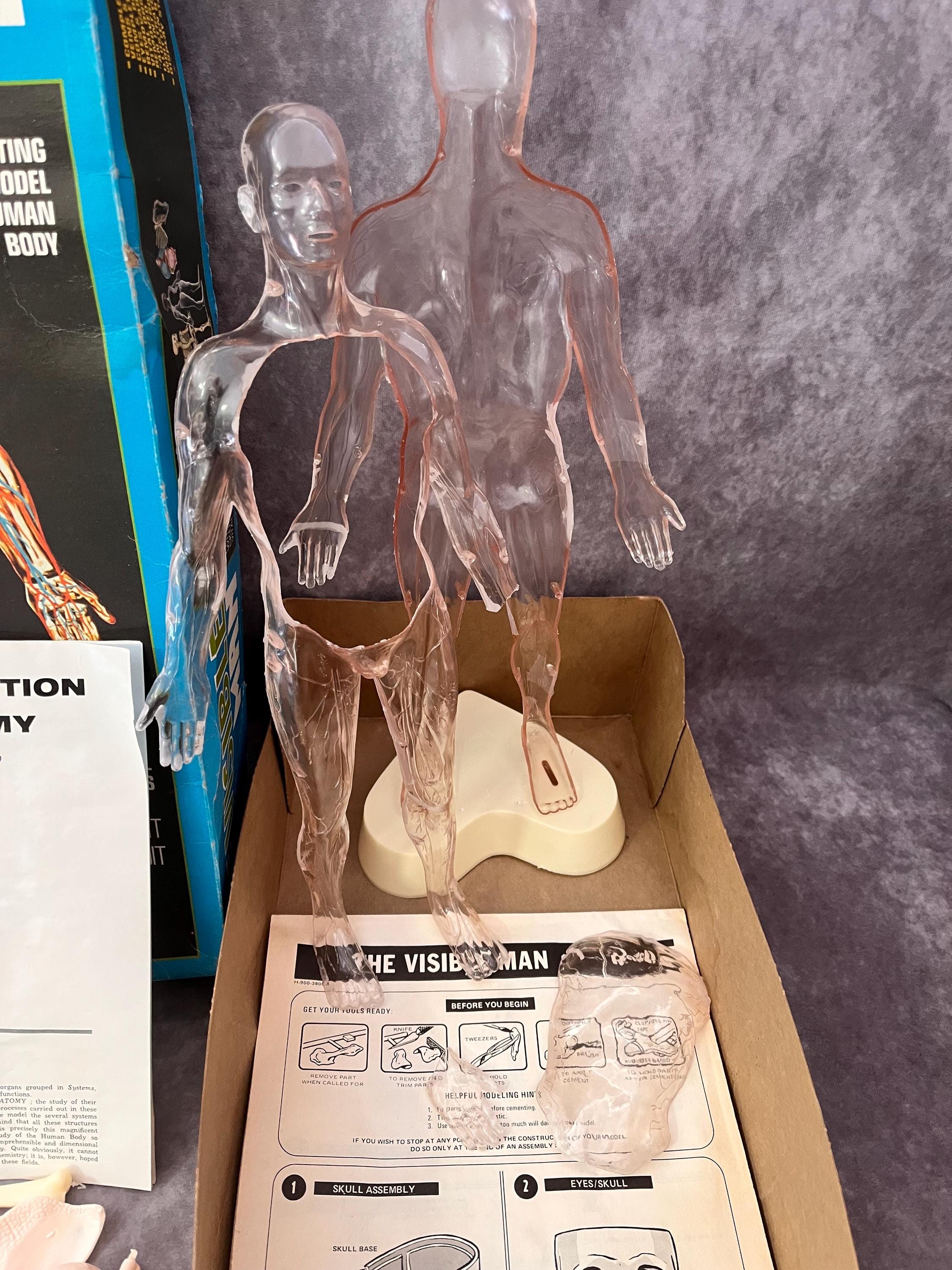The Visible Man Vintage Anatomy Human Body Model - Etsy
