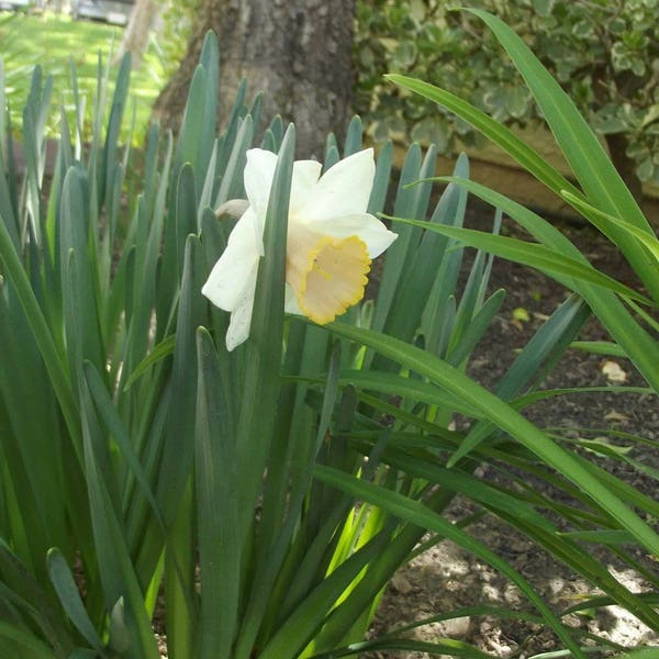 Daffodil