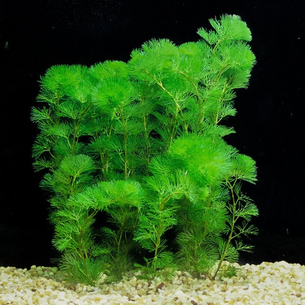 BUY 2 GET 1 FREE Green Cabomba (Cabomba Caroliniana)-Easy Live Aquarium Pond Aquatic Plant