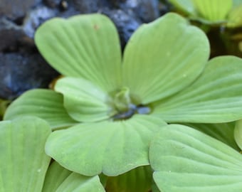 BUY 2 GET 1 FREE Water Lettuce-Easy Live Aquarium Pond Aquatic Plant