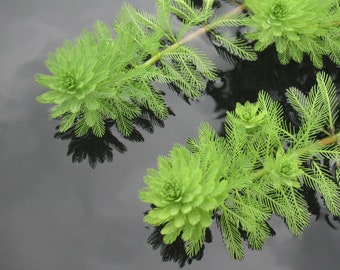 BUY 2 GET 1 FREE Parrot Feather (Myriophyllum Aquaticum - Parrots Feather)-Easy Live Aquarium Pond Aquatic Plant