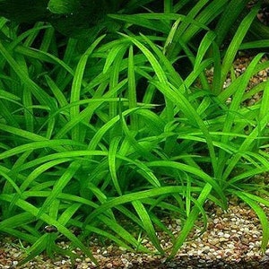 BUY 2 GET 1 FREE Dwarf Sagittaria (Sagittaria Subulata, Narrow-leaved arrowhead)-Easy Live Aquarium Pond Aquatic Plant