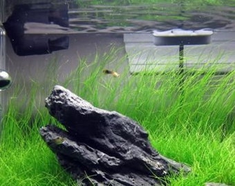 BUY 2 GET 1 FREE Dwarf Hairgrass (Eleocharis Parvula)-Easy Live Aquarium Pond Aquatic Plant