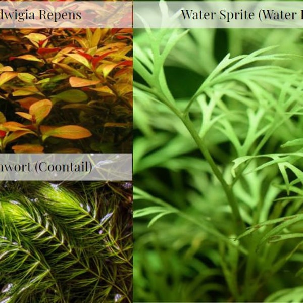 3 Easy Beginner Plants (Pack of 3 Species)-Easy Live Aquarium Pond Aquatic Plant