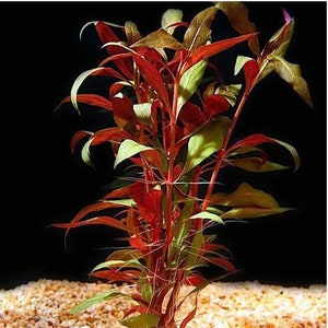 BUY 2 GET 1 FREE Telanthera (Alternanthera reineckii var 'roseafolia')-Easy Live Aquarium Pond Aquatic Plant