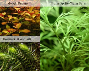 3 Easy Beginner Plants (Pack of 3 Species)-Easy Live Aquarium Pond Aquatic Plant