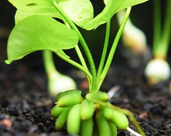 Banana Lily Plant (Nymphoides Aquatica)-Easy Live Aquarium Pond Aquatic Plant