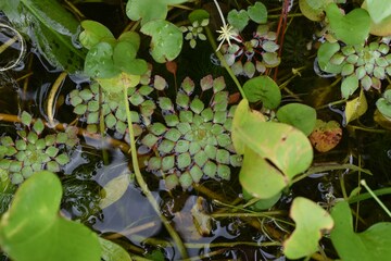 BUY 2 GET 1 FREE Mosaic Plant! (Ludwigia Sedioides)-Easy Live Aquarium Pond Aquatic Plant