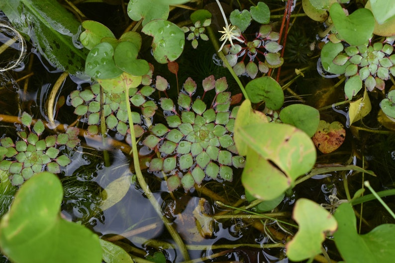 BUY 2 GET 1 FREE Mosaic Plant Ludwigia SedioidesEasy Live Aquarium Pond Aquatic Plant image 10