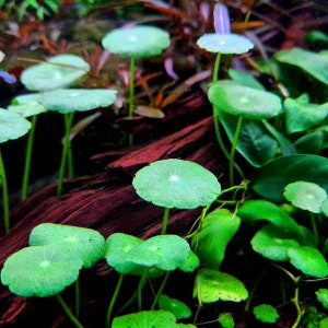 BUY 2 GET 1 FREE Pennywort (Hydrocotyle Sp)-Easy Live Aquarium Pond Aquatic Plant