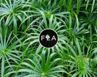 BUY 2 GET 1 FREE Umbrella Palm 'Baby Tut'! (Cyperus gracilis)-Live Aquatic Marginal Starter Plant for Water Gardens, Ponds and Aquascapes